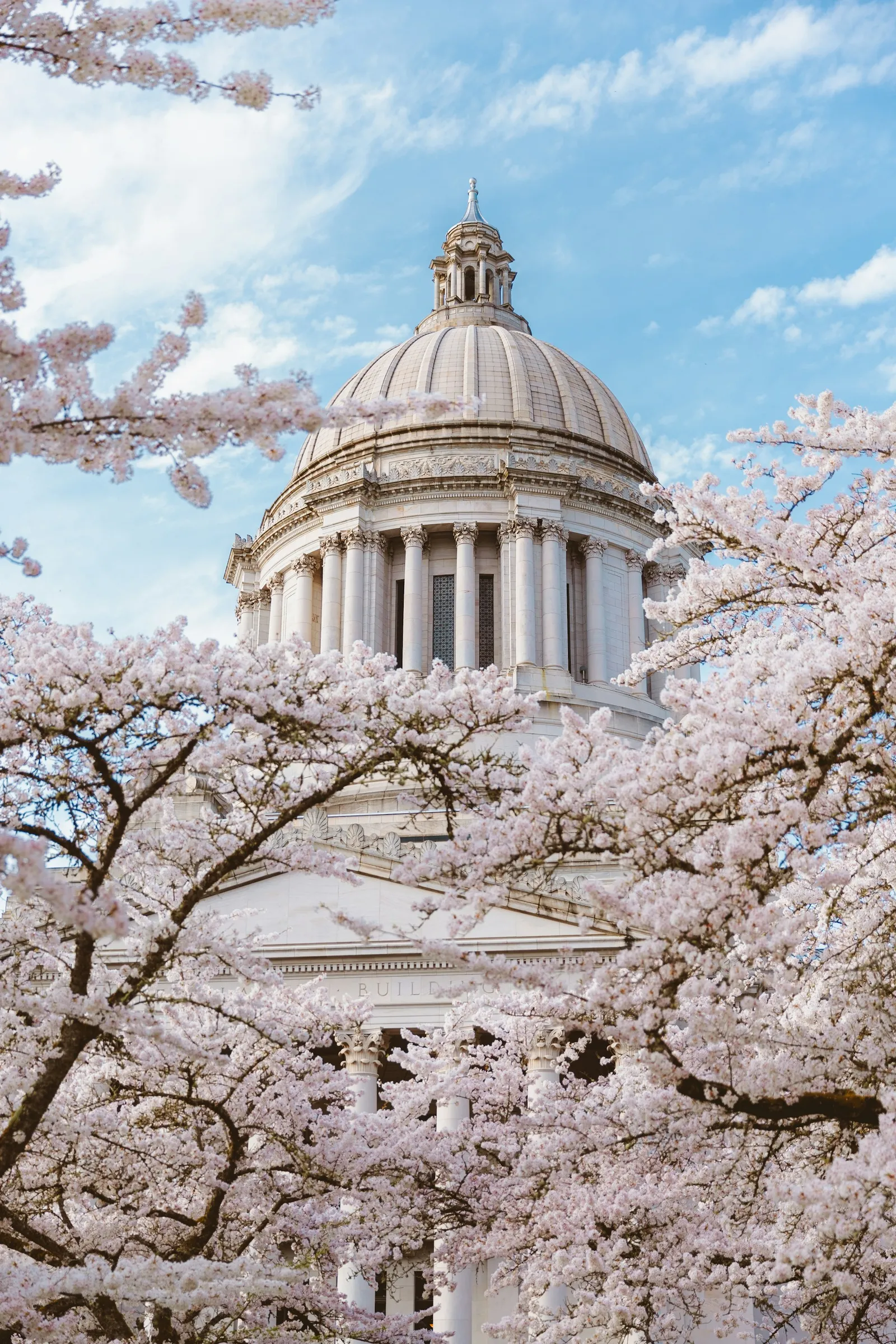 The Washington State Capitol in Olympia framed by cherry blossoms